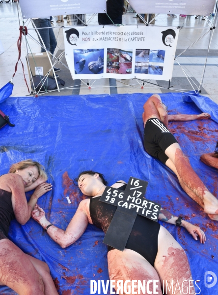 Japan Dolphins Day 2018 Paris. C est Assez