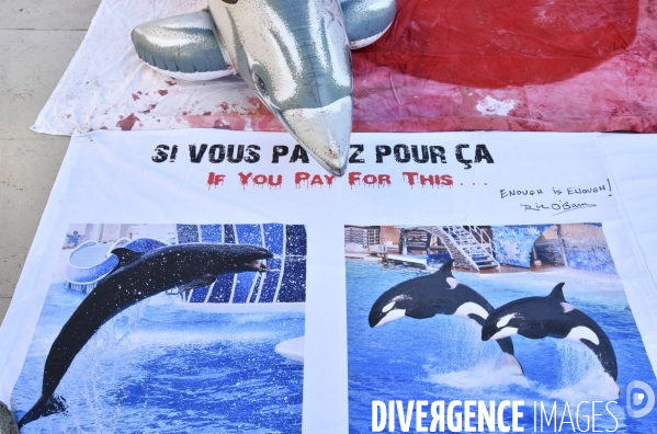Japan Dolphins Day 2018 Paris. C est Assez