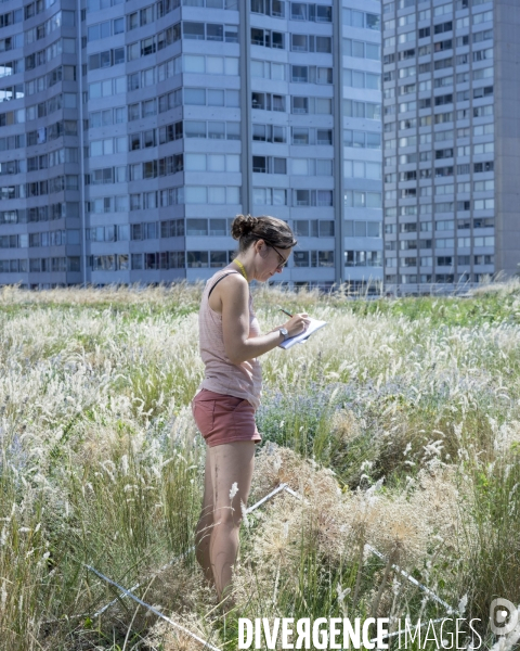 Ecologie urbaine Inventaire de la flore et la faune d une toiture végétalisée.