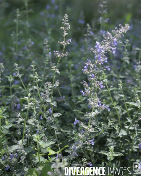 Ecologie urbaine Inventaire de la flore et la faune d une toiture végétalisée.