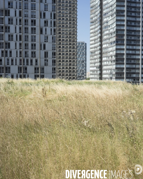 Ecologie urbaine Inventaire de la flore et la faune d une toiture végétalisée.