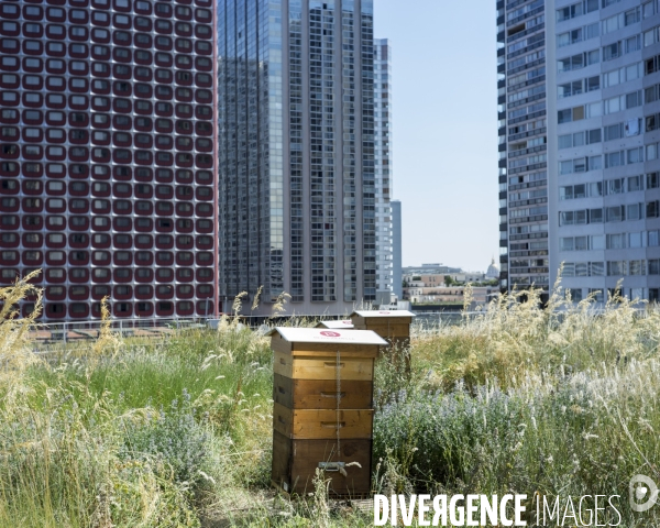 Ecologie urbaine Ruches su rune toiture végétalisée.