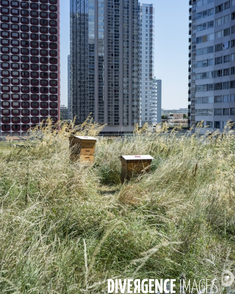 Ecologie urbaine Ruches su rune toiture végétalisée.