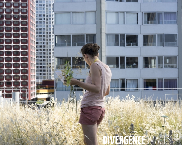 Ecologie urbaine Inventaire de la flore et la faune d une toiture végétalisée.