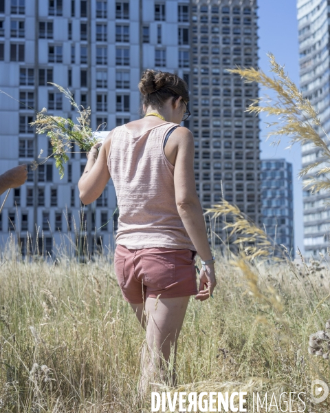 Ecologie urbaine Inventaire de la flore et la faune d une toiture végétalisée.