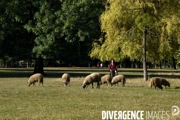 Mouton. La transhumance en région parisienne