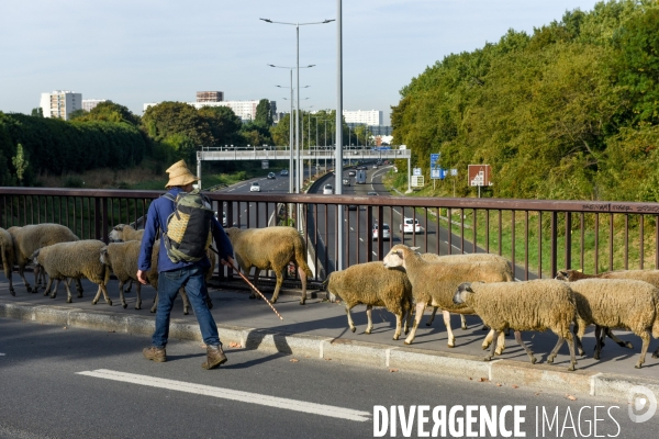 Mouton. La transhumance en région parisienne