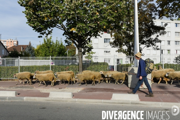 Mouton. La transhumance en région parisienne