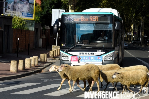 Mouton. La transhumance en région parisienne