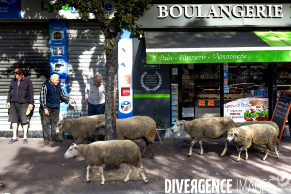 Mouton. La transhumance en région parisienne