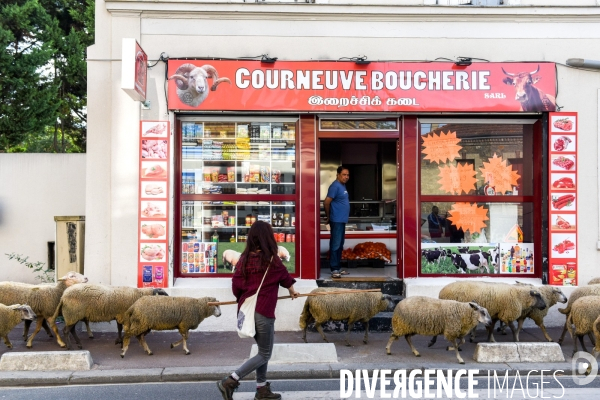 Mouton. La transhumance en région parisienne