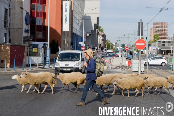 Mouton. La transhumance en région parisienne