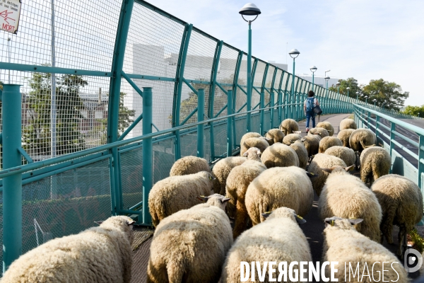 Mouton. La transhumance en région parisienne