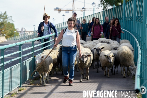 Mouton. La transhumance en région parisienne