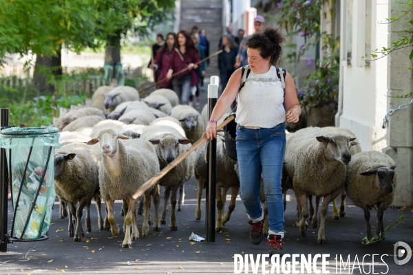 Mouton. La transhumance en région parisienne