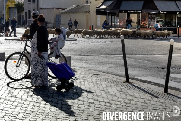 Mouton. La transhumance en région parisienne