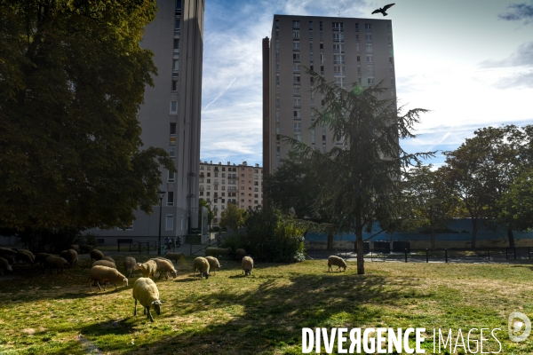 Mouton. La transhumance en région parisienne