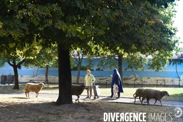 Mouton. La transhumance en région parisienne