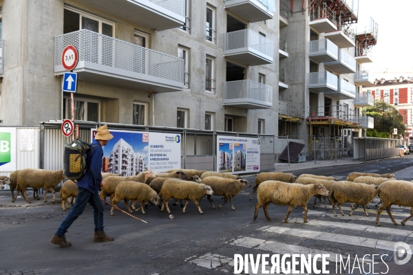 Mouton. La transhumance en région parisienne