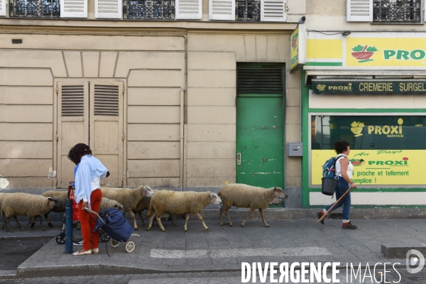 Mouton. La transhumance en région parisienne