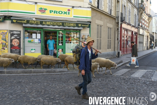 Mouton. La transhumance en région parisienne