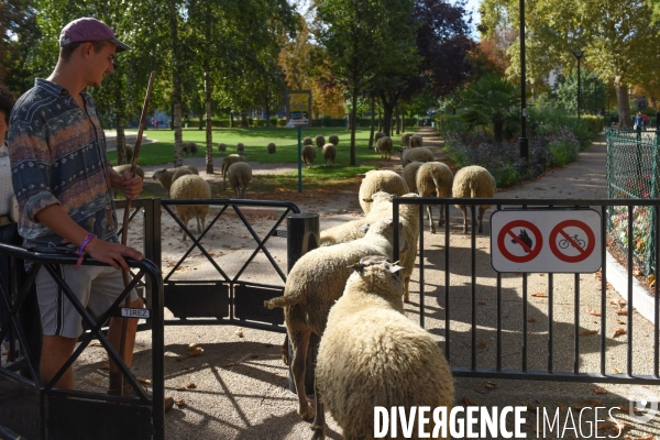 Mouton. La transhumance en région parisienne