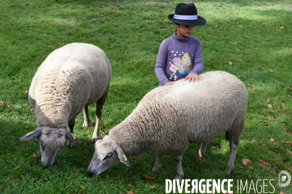 Mouton. La transhumance en région parisienne