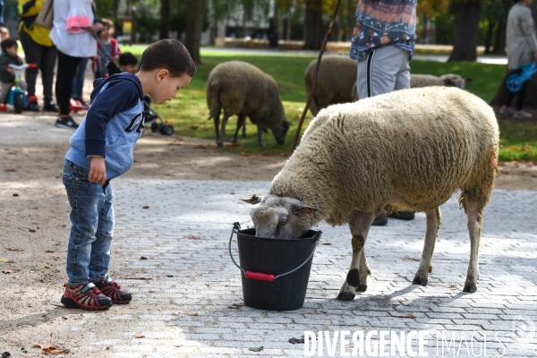 Mouton. La transhumance en région parisienne