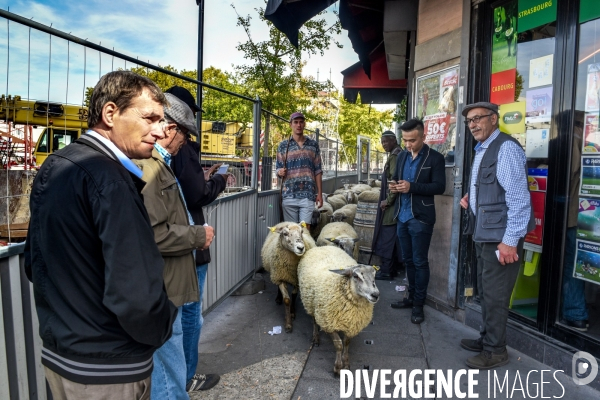 Mouton. La transhumance en région parisienne