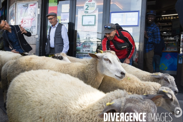 Mouton. La transhumance en région parisienne