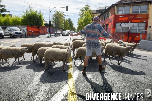 Mouton. La transhumance en région parisienne