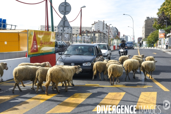 Mouton. La transhumance en région parisienne