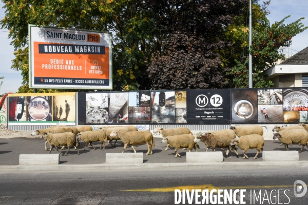 Mouton. La transhumance en région parisienne