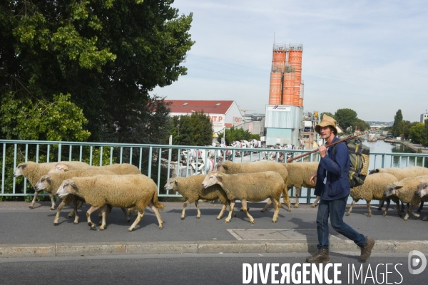 Mouton. La transhumance en région parisienne