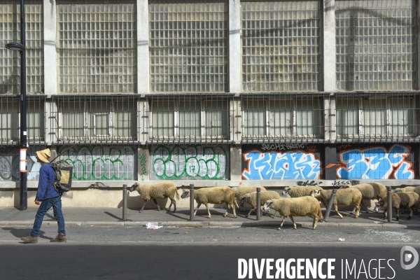 Mouton. La transhumance en région parisienne