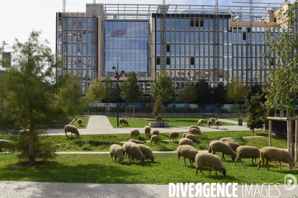 Mouton. La transhumance en région parisienne