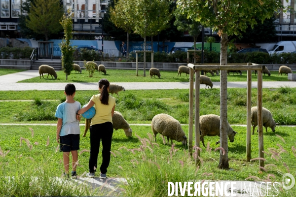 Mouton. La transhumance en région parisienne