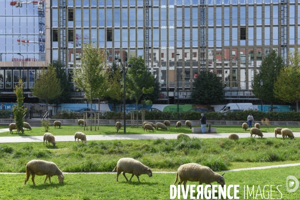 Mouton. La transhumance en région parisienne