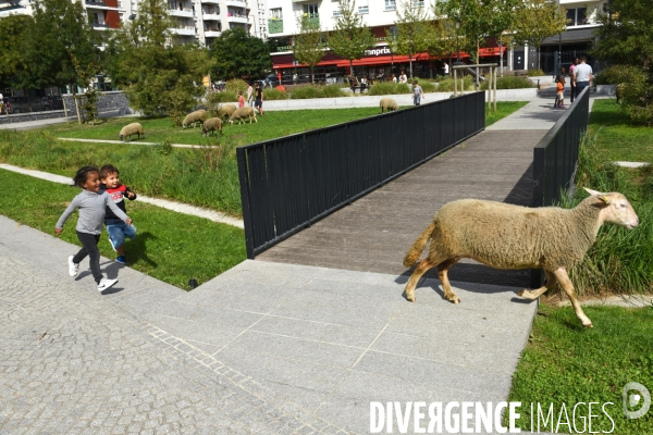 Mouton. La transhumance en région parisienne