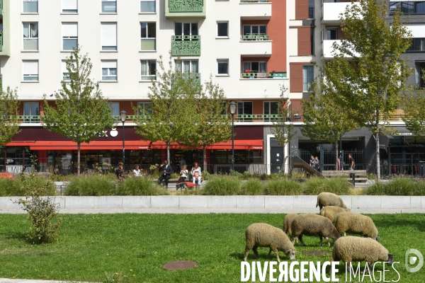 Mouton. La transhumance en région parisienne