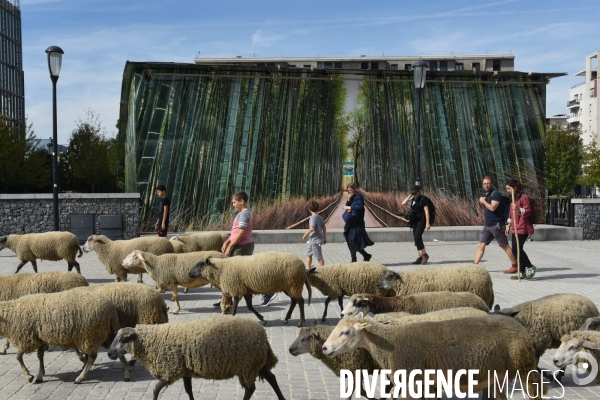 Mouton. La transhumance en région parisienne