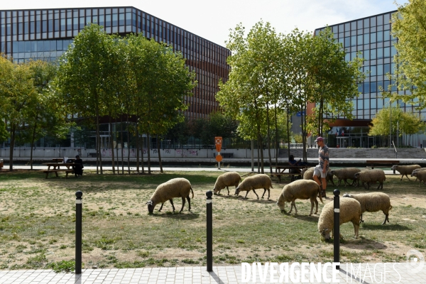 Mouton. La transhumance en région parisienne