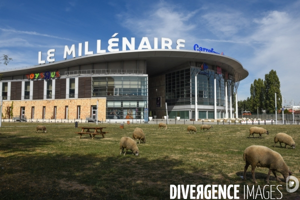 Mouton. La transhumance en région parisienne