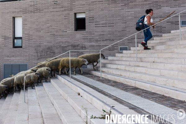 Mouton. La transhumance en région parisienne