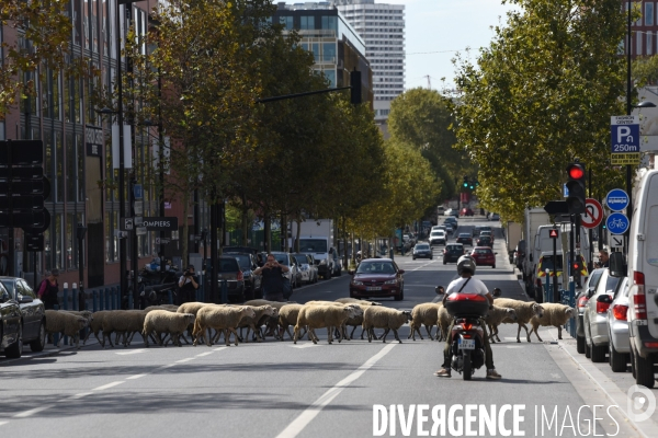 Mouton. La transhumance en région parisienne