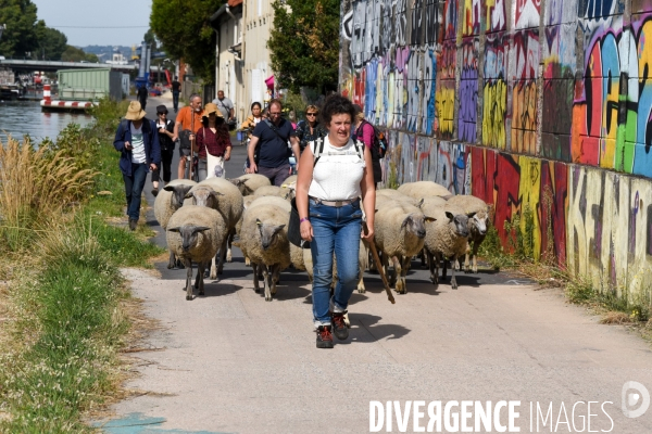 Mouton. La transhumance en région parisienne