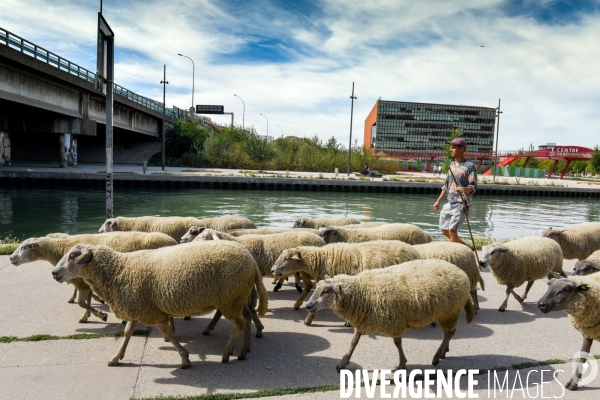 Mouton. La transhumance en région parisienne