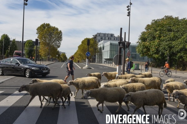 Mouton. La transhumance en région parisienne