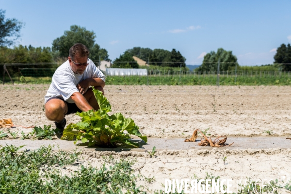 Cueillette de légumes chez un maraîcher bio