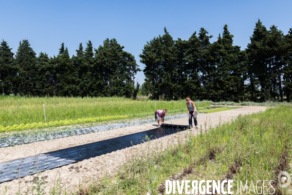 Cueillette de légumes chez un maraîcher bio